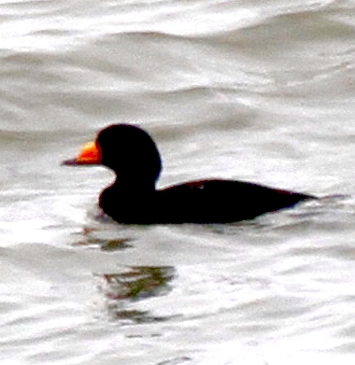 Американская синьга - ML646475742