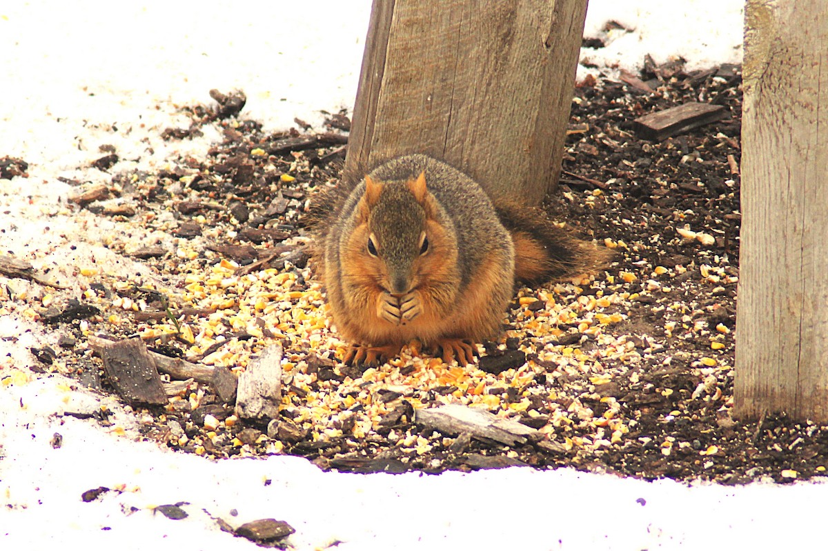 Western Fox Squirrel - ML646475743