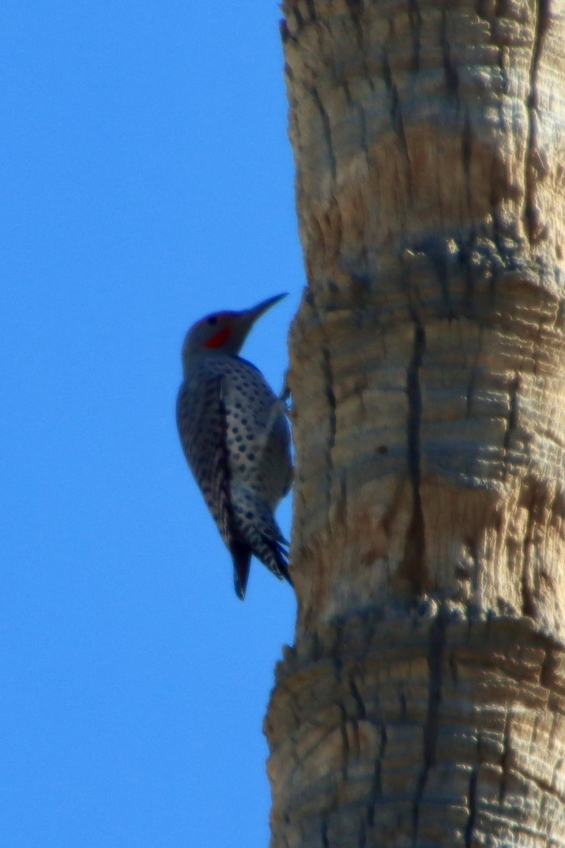 datel zlatý - ML646475745