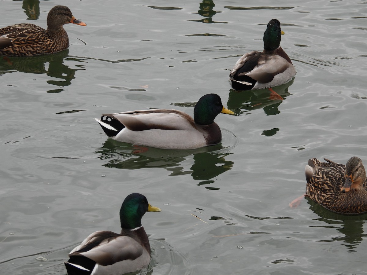 Mallard - ML646475746