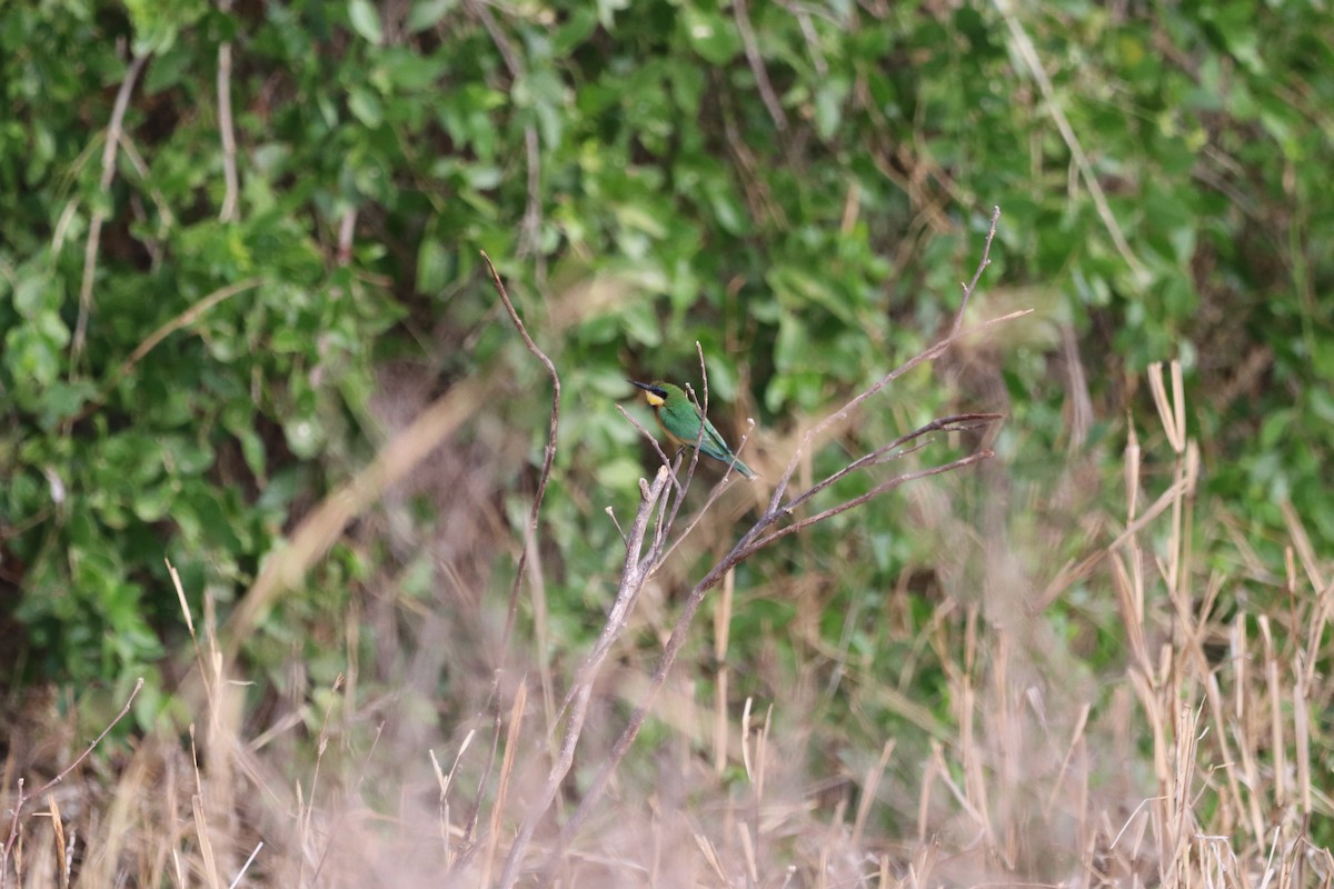 Little Bee-eater - ML646475748