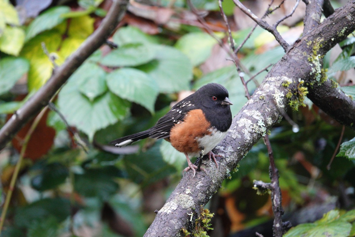 Spotted Towhee - ML646475751