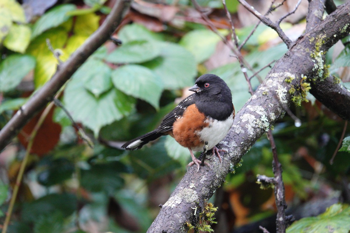 Spotted Towhee - ML646475752