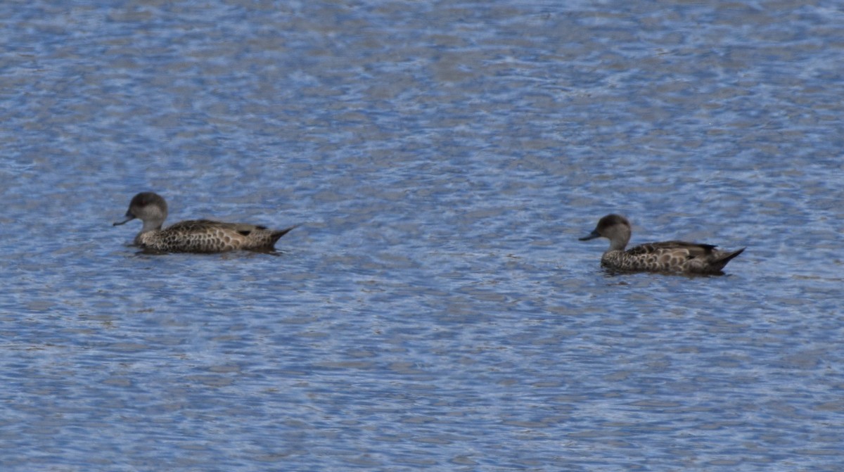 Zertzeta grisa - ML646475753