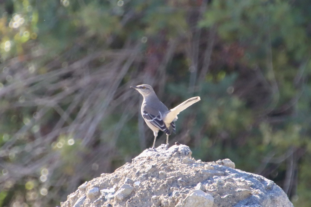 drozdec mnohohlasý - ML646475755