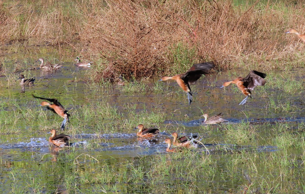 Fulvous Whistling-Duck - ML646475763