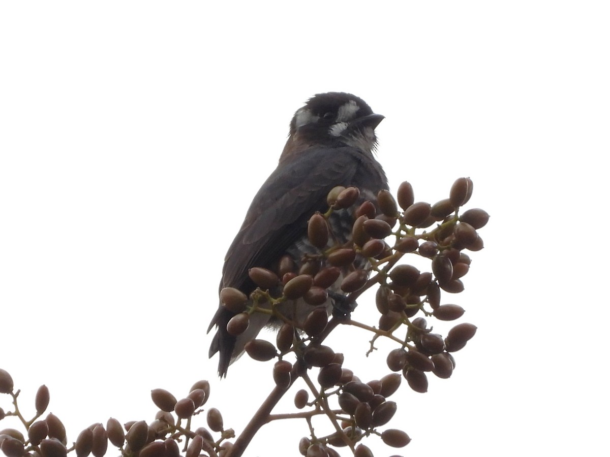 White-browed Purpletuft - ML646475766