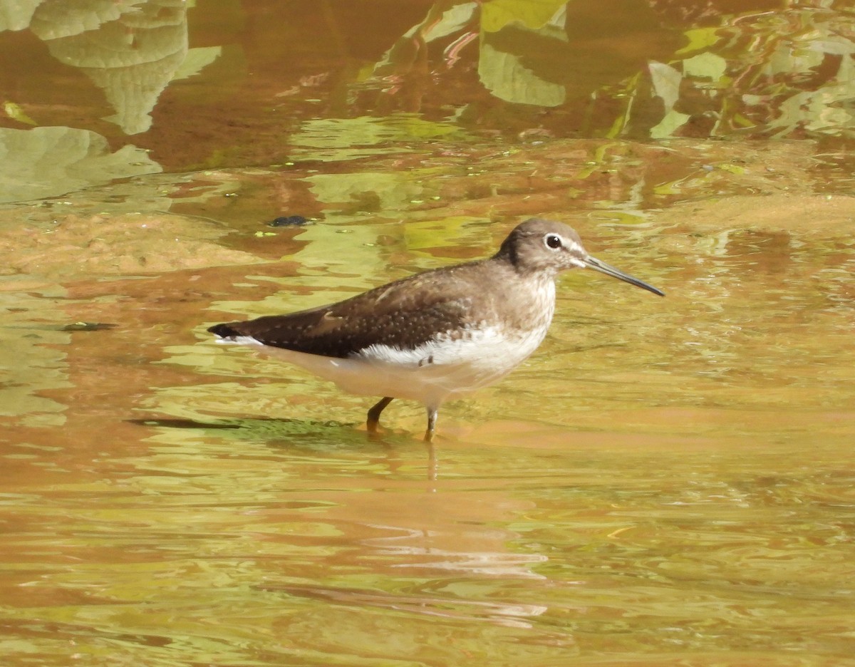 Waldwasserläufer - ML646475769