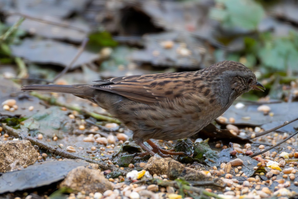 סתרי מצוי - ML646475778