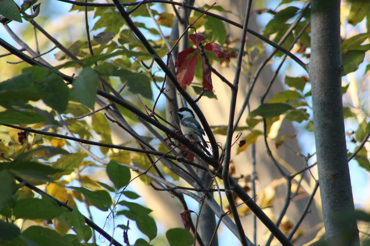 Black-capped Chickadee - ML646475779