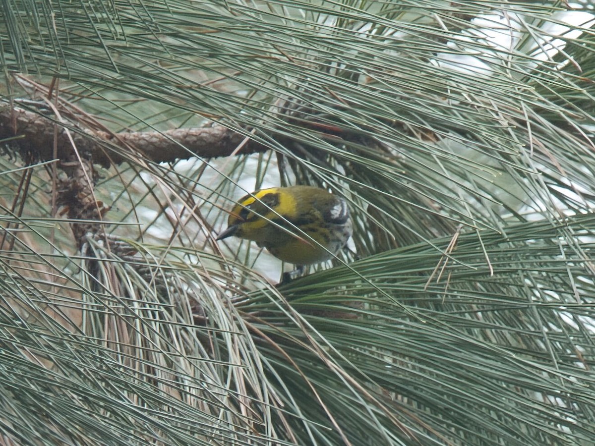 Townsend's Warbler - ML646475782
