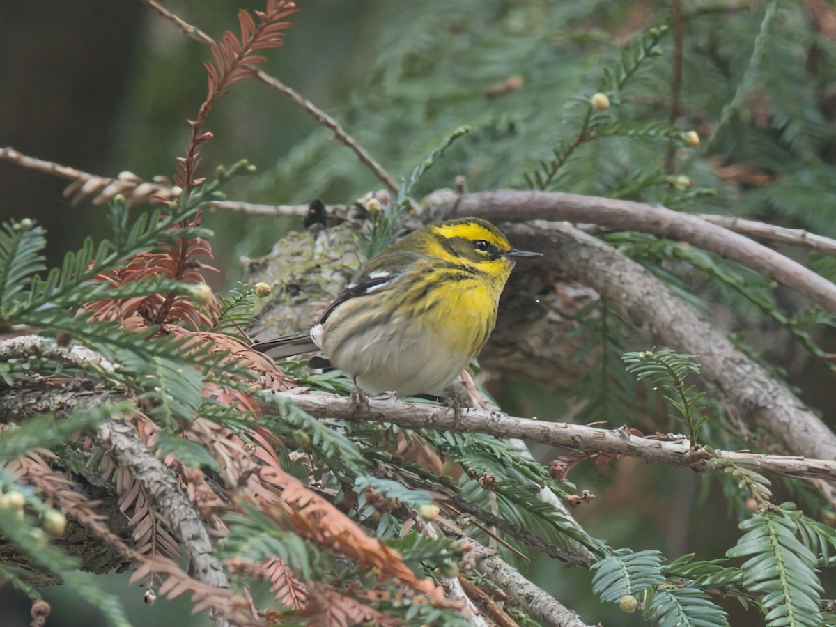 Townsend's Warbler - ML646475783