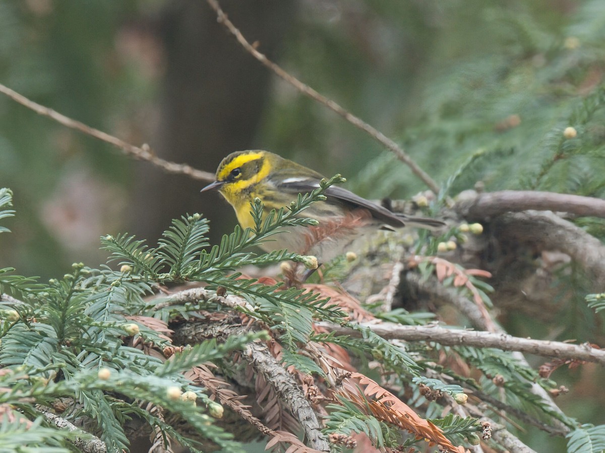 Townsend's Warbler - ML646475784