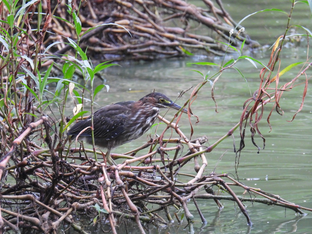 Green Heron - ML646475786