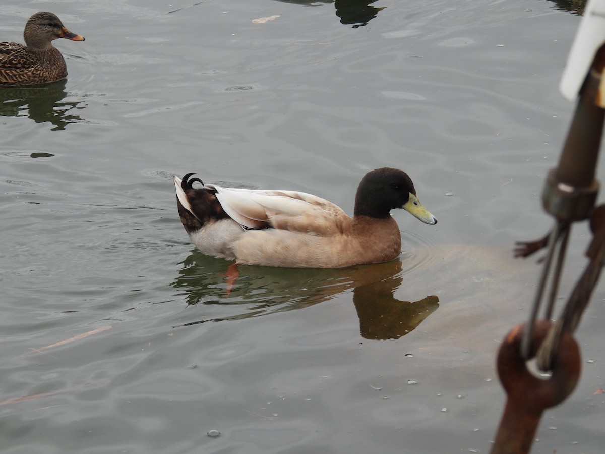 Mallard (Domestic type) - ML646475794