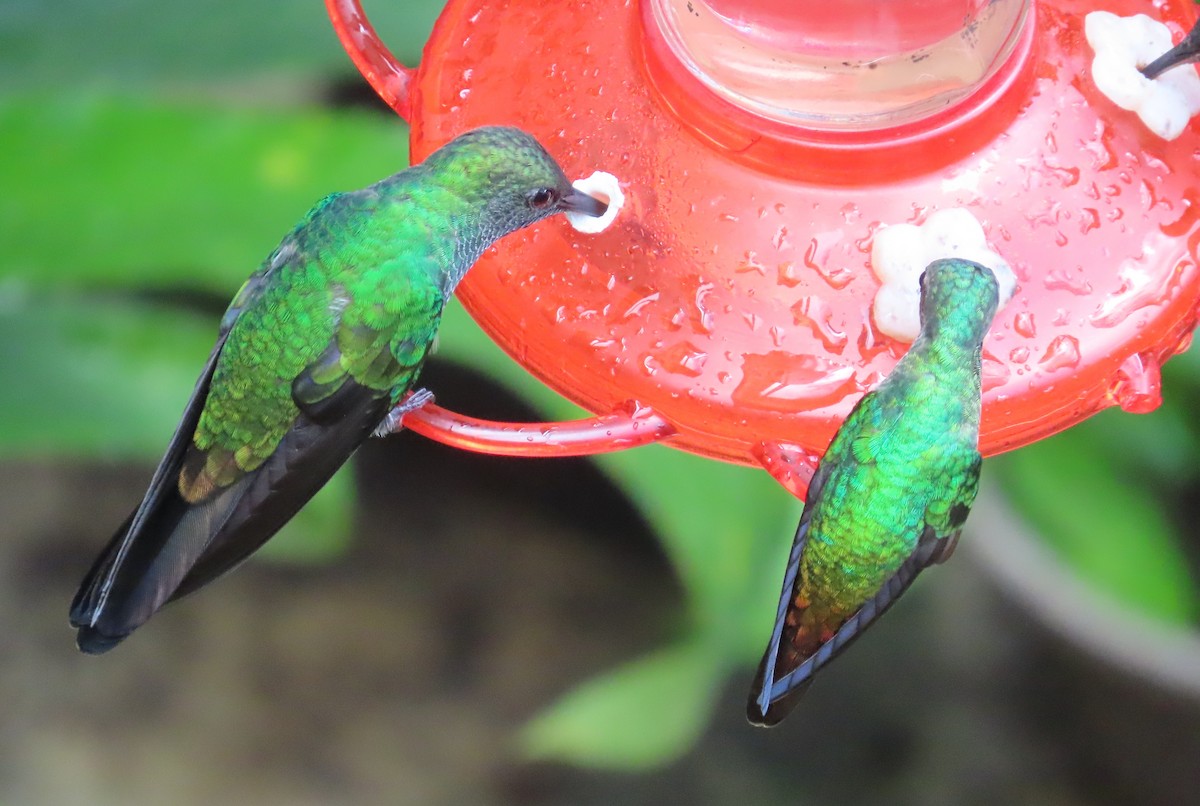 Colibrí de Buffon - ML646475803