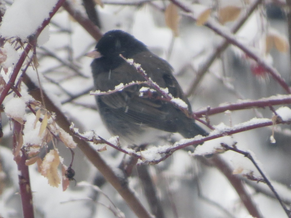 Dark-eyed Junco (cismontanus) - ML646475804