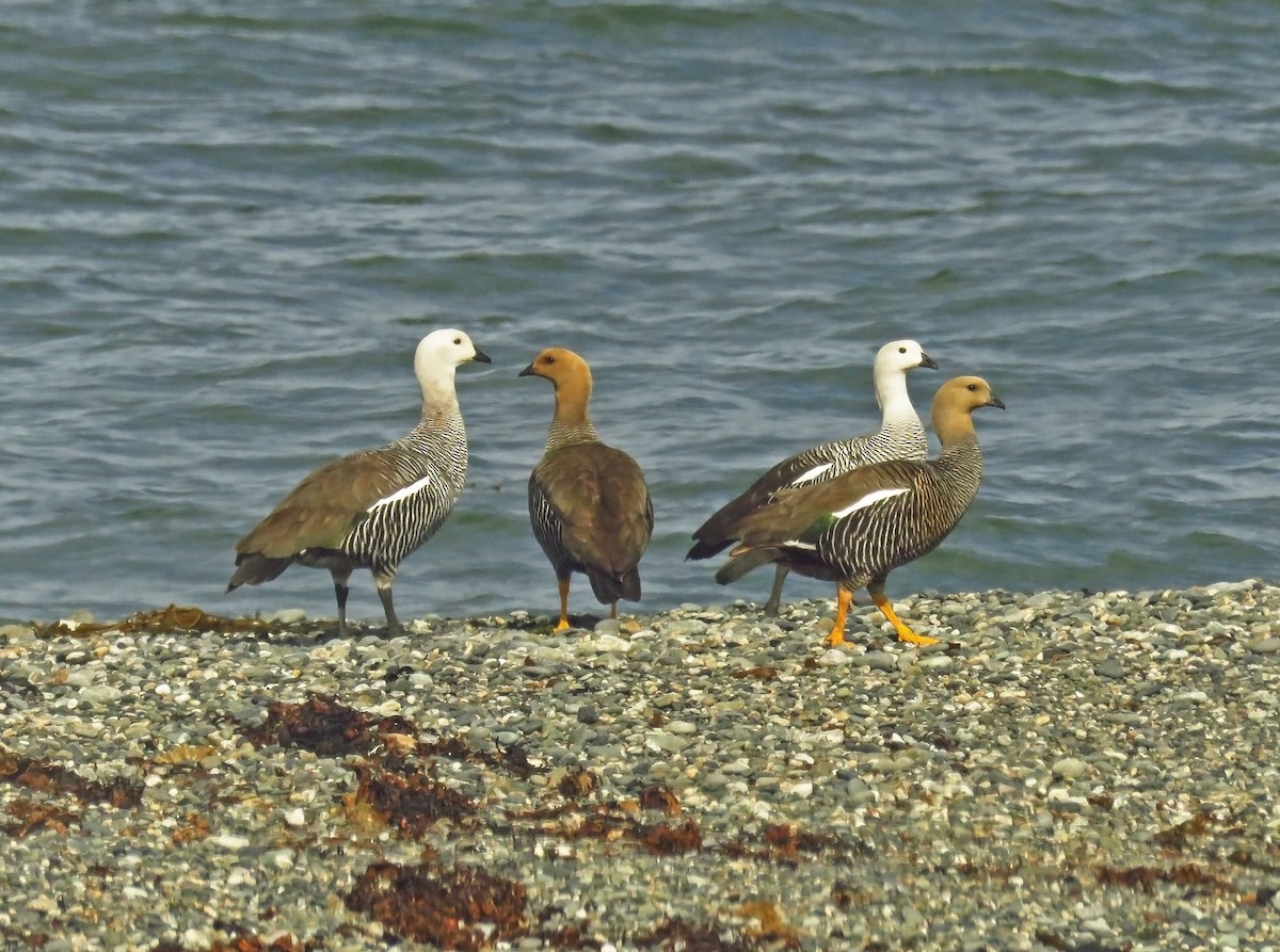 Upland Goose - ML646475805