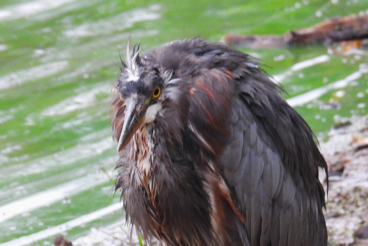 Great Blue Heron - ML646475806