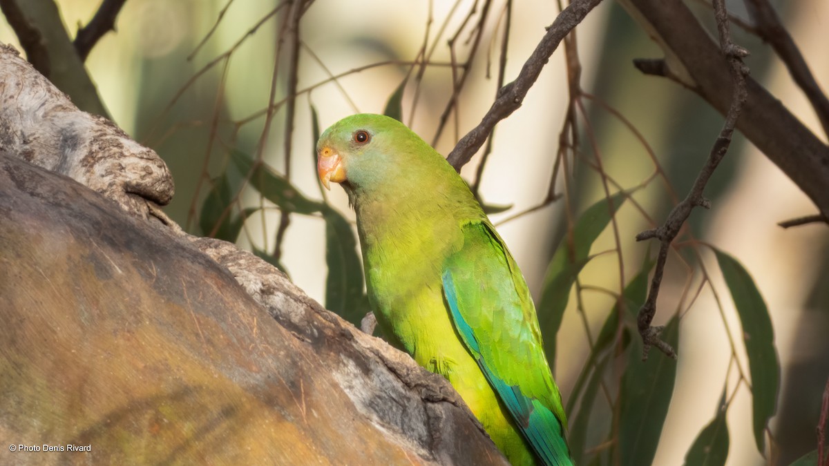 papouškovec nádherný - ML646475807