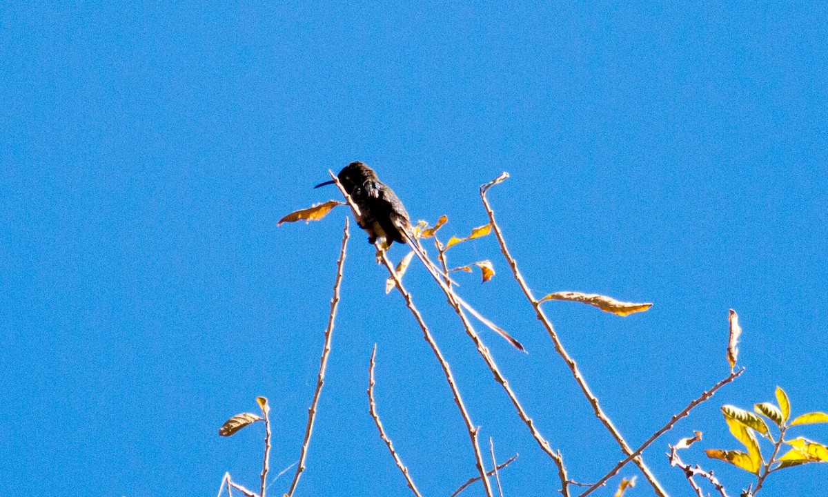 Peruvian Sheartail - ML64647581