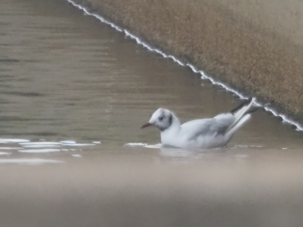 Black-headed Gull - ML646475810