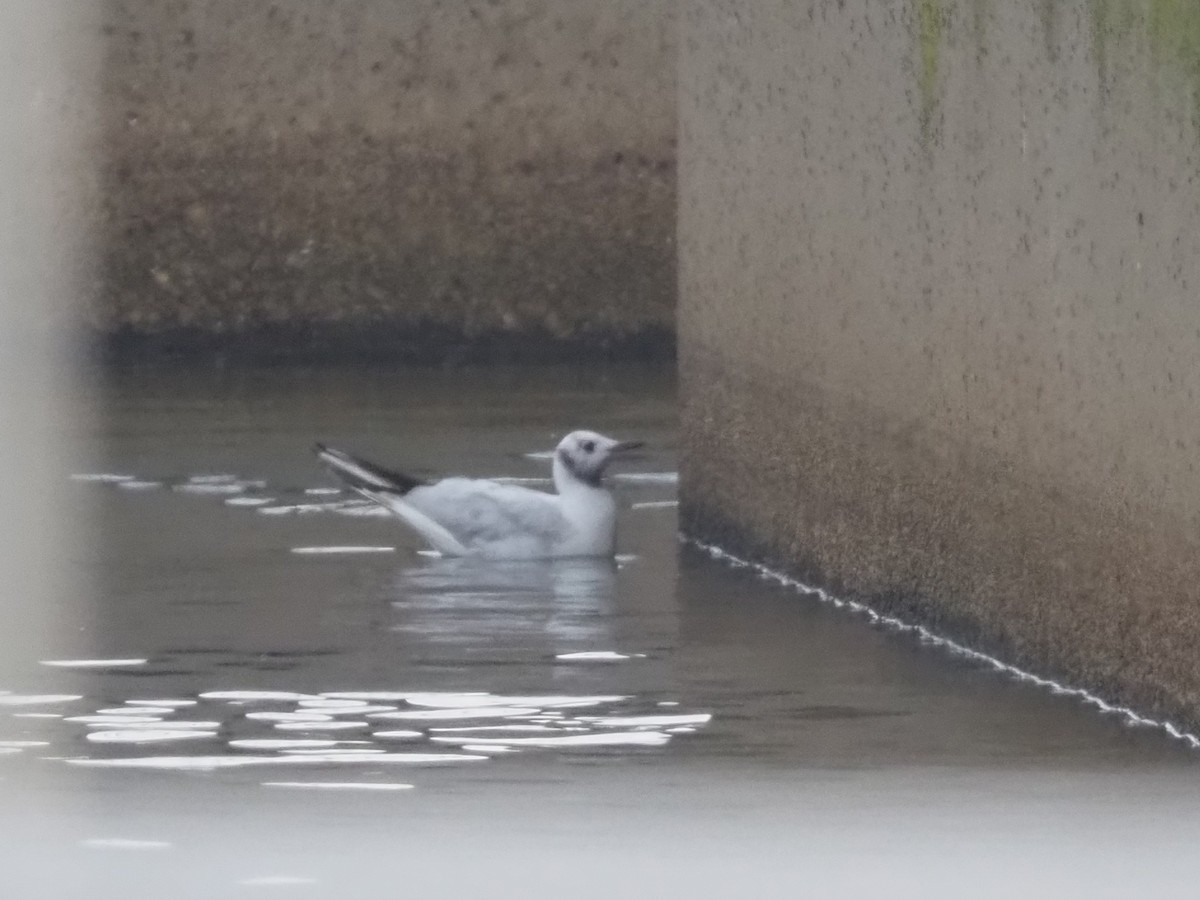 Black-headed Gull - ML646475811