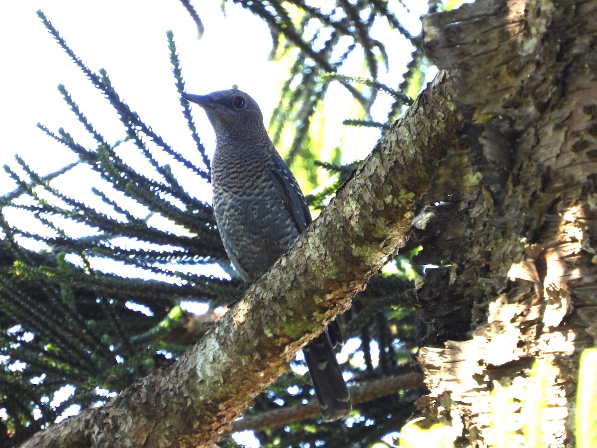 skalník modrý - ML646475812