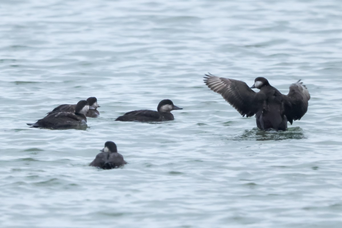 Black Scoter - ML646475817