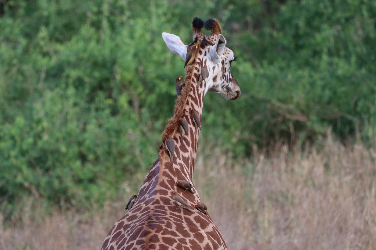 Yellow-billed Oxpecker - ML646475818