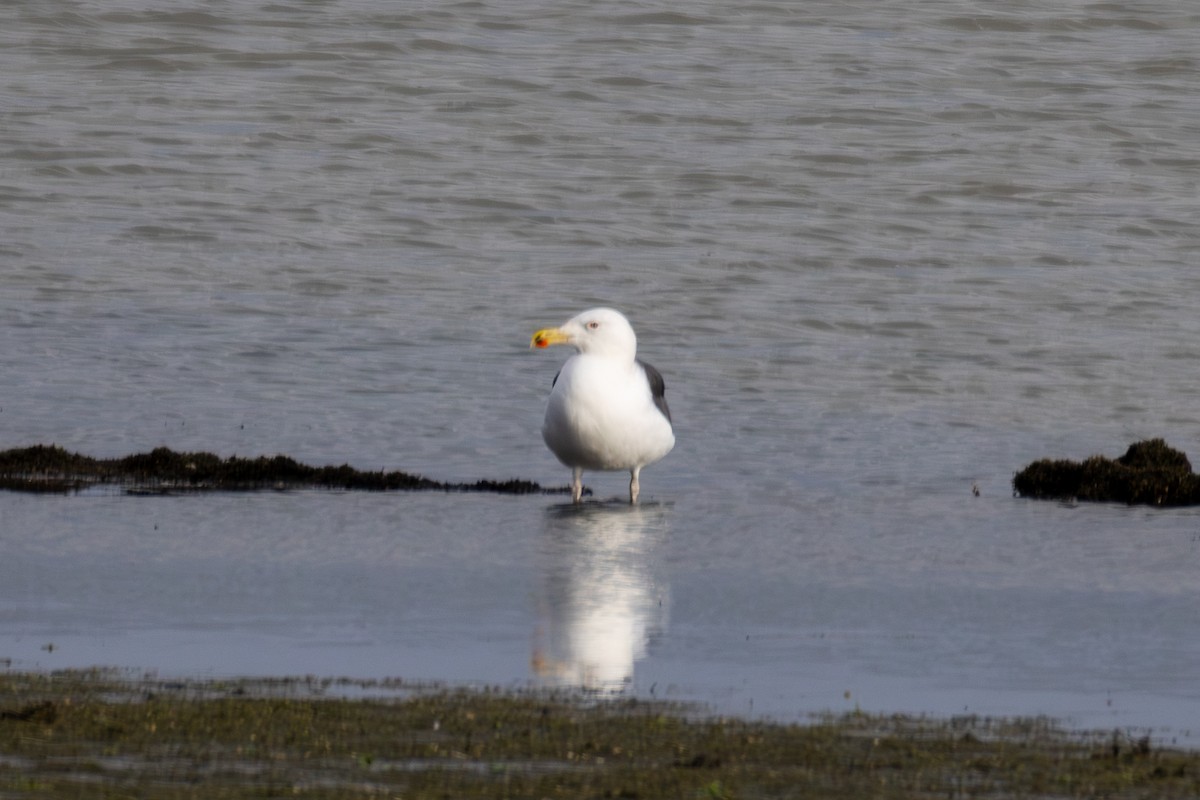 Great Black-backed Gull - ML646475820