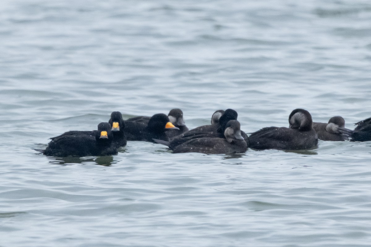Black Scoter - ML646475821