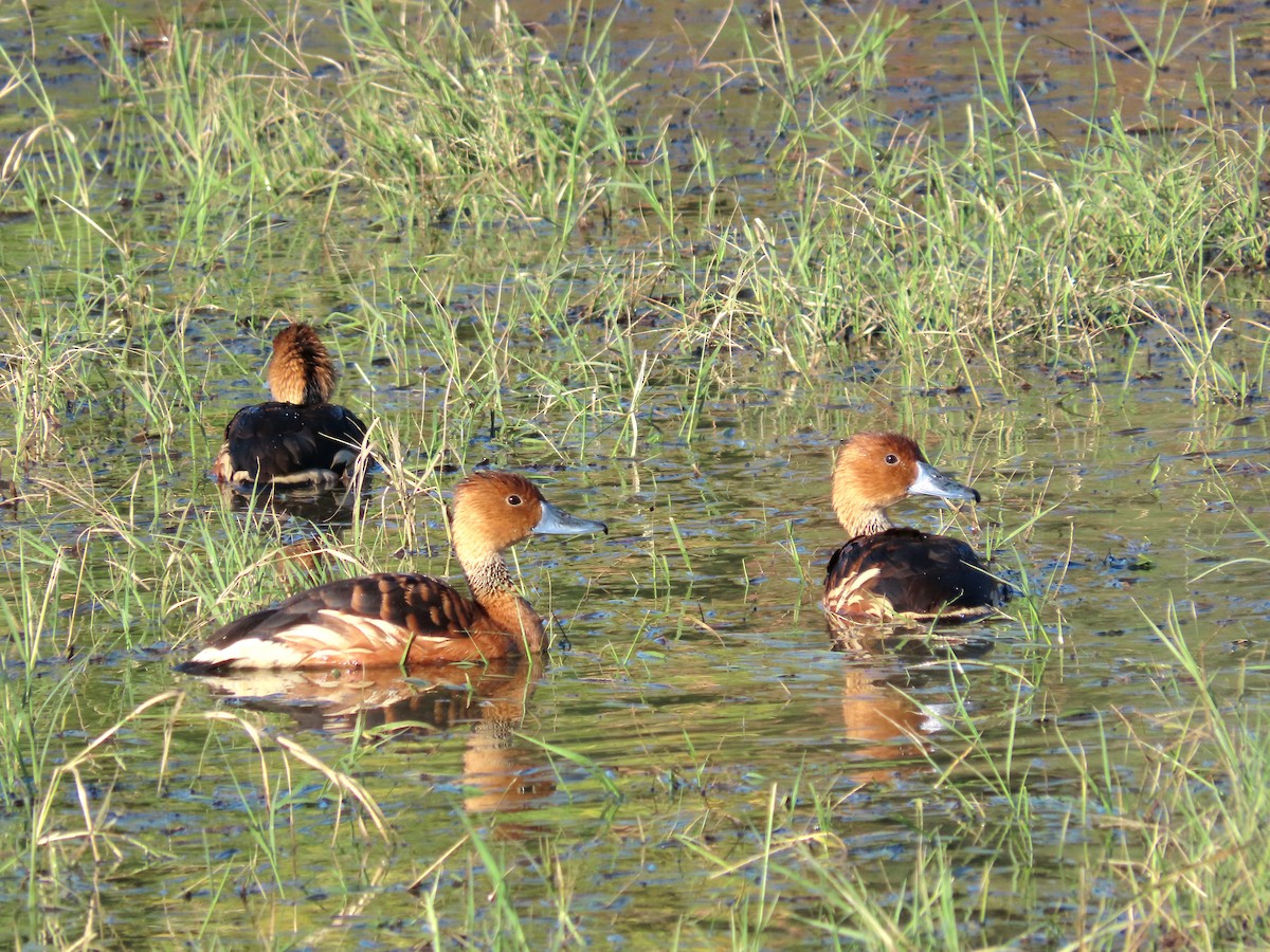 Fulvous Whistling-Duck - ML646475822