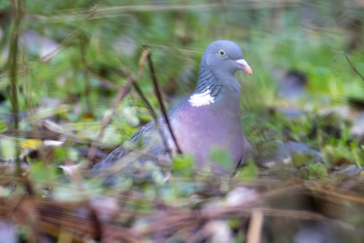 Paloma Torcaz - ML646475823