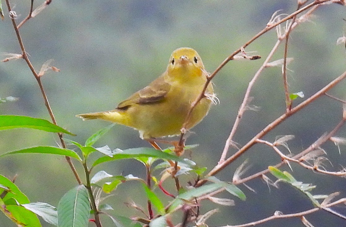 Northern/Mangrove Yellow Warbler - ML646475824