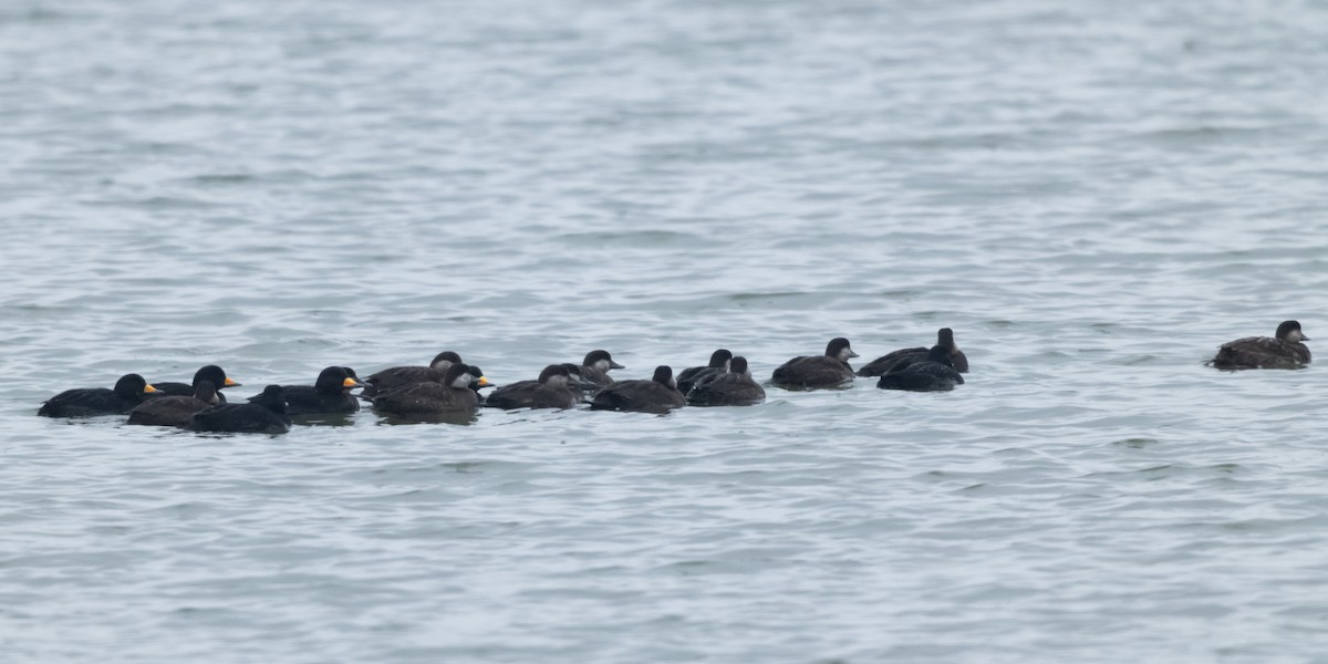 Black Scoter - ML646475835