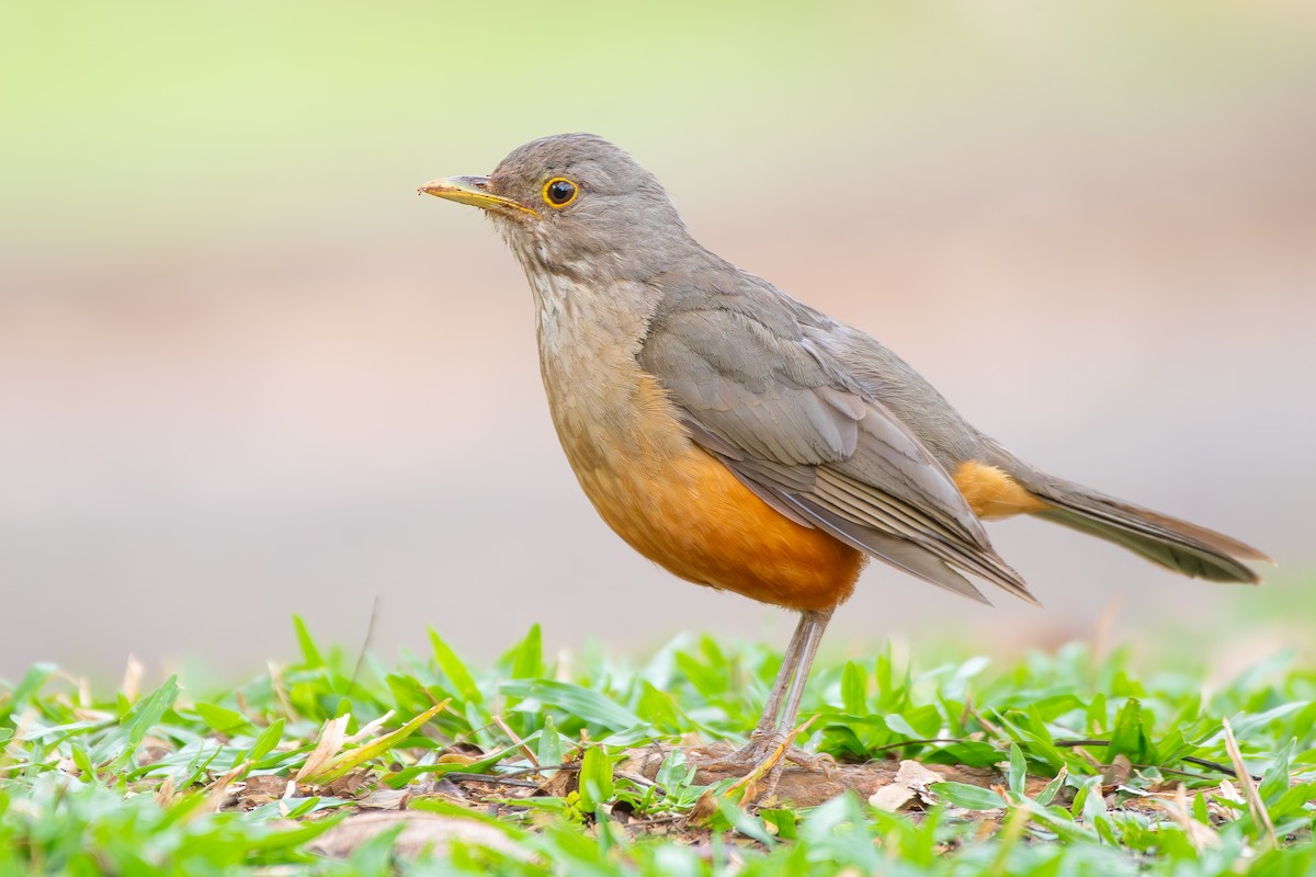 Rufous-bellied Thrush - ML646475841