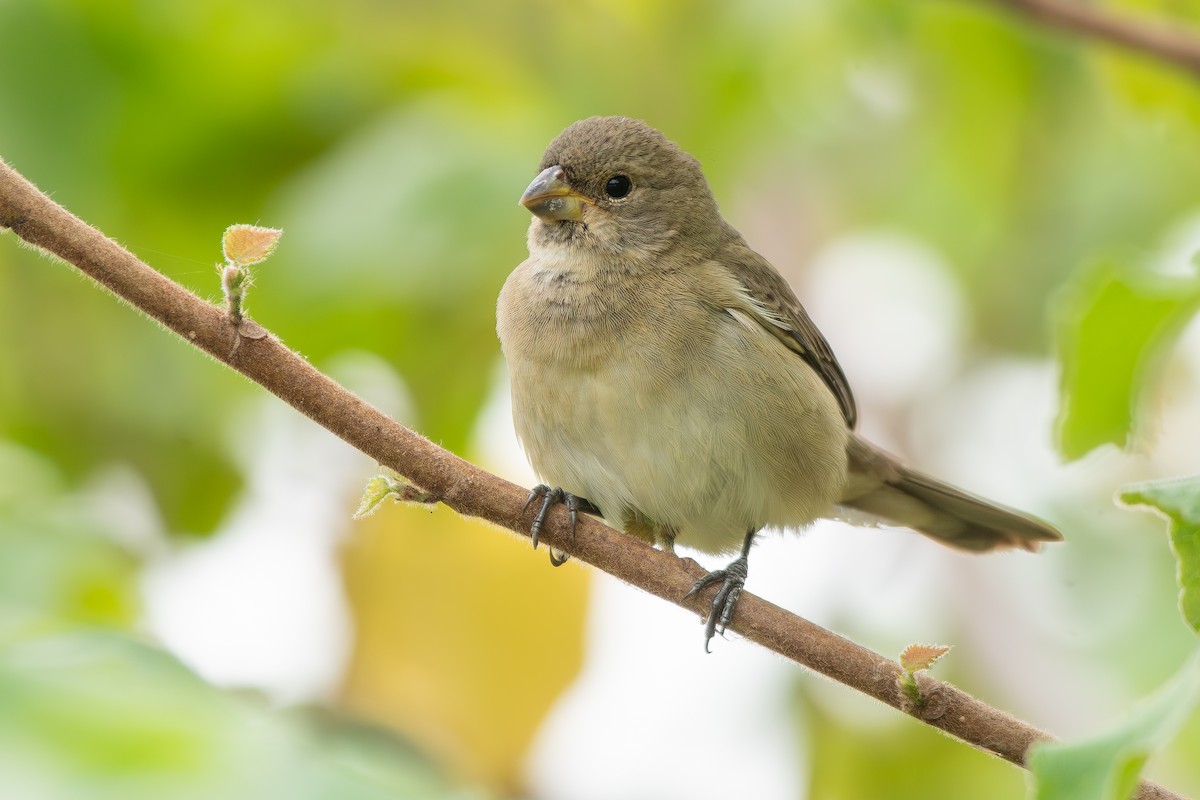 Double-collared Seedeater - ML646475842