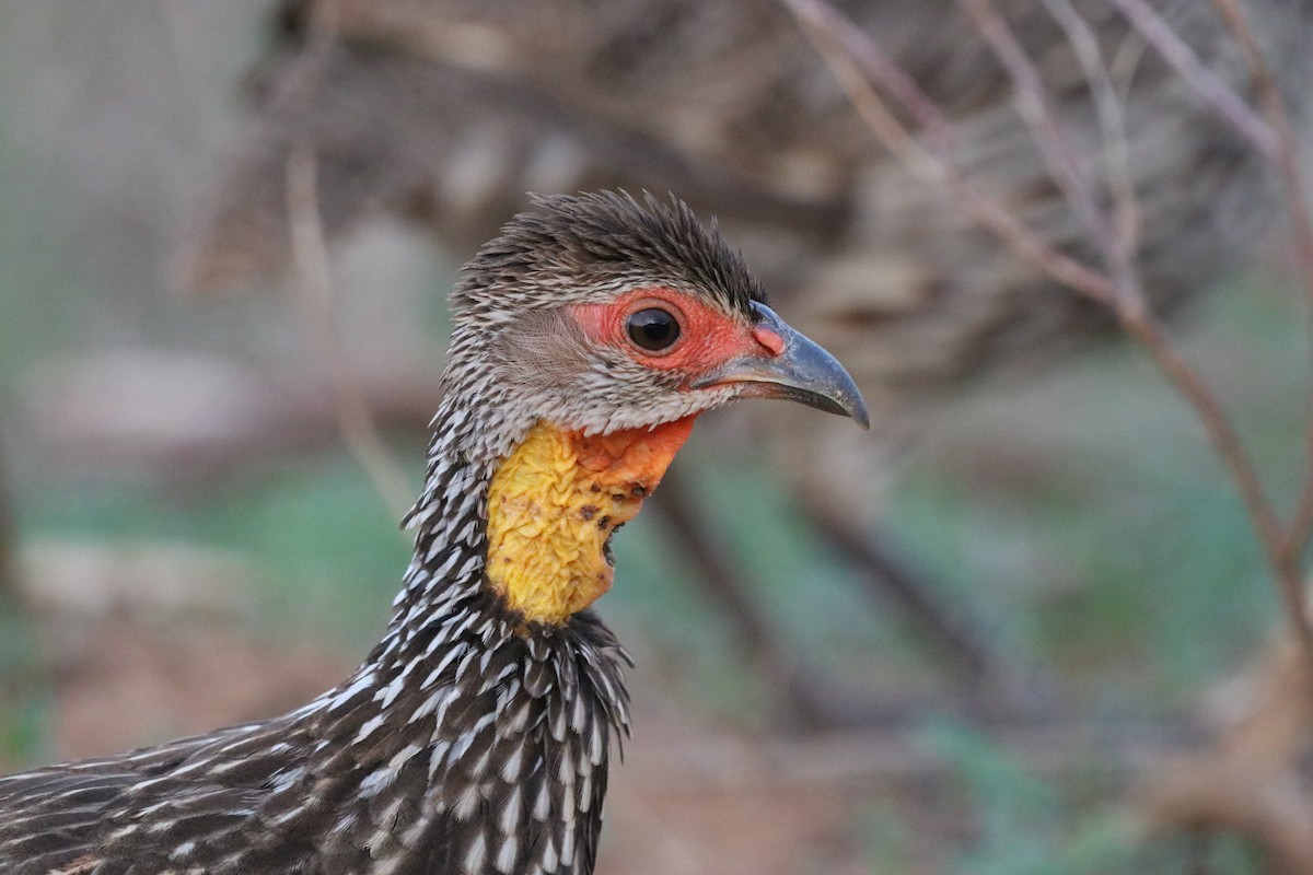 Yellow-necked Spurfowl - ML646475844