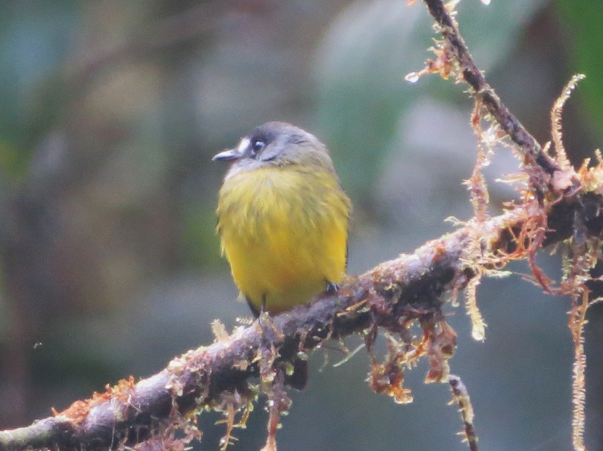 Ornate Flycatcher (Western) - ML646475846