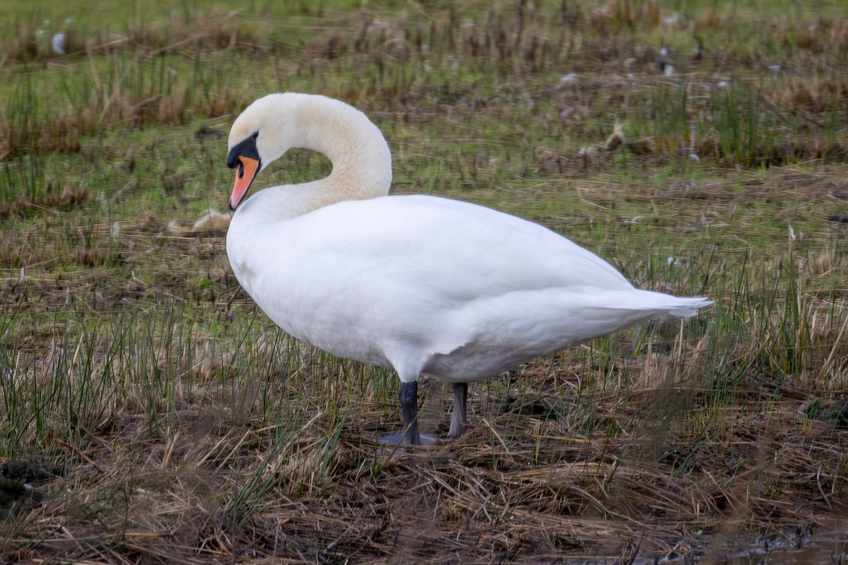 Лебідь-шипун - ML646475848