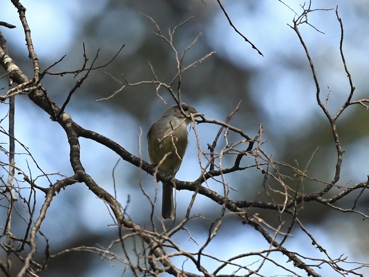 Patagonian Tyrant - ML646475852