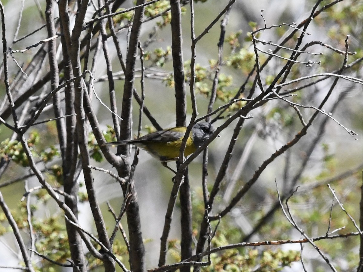 Patagonian Tyrant - ML646475853