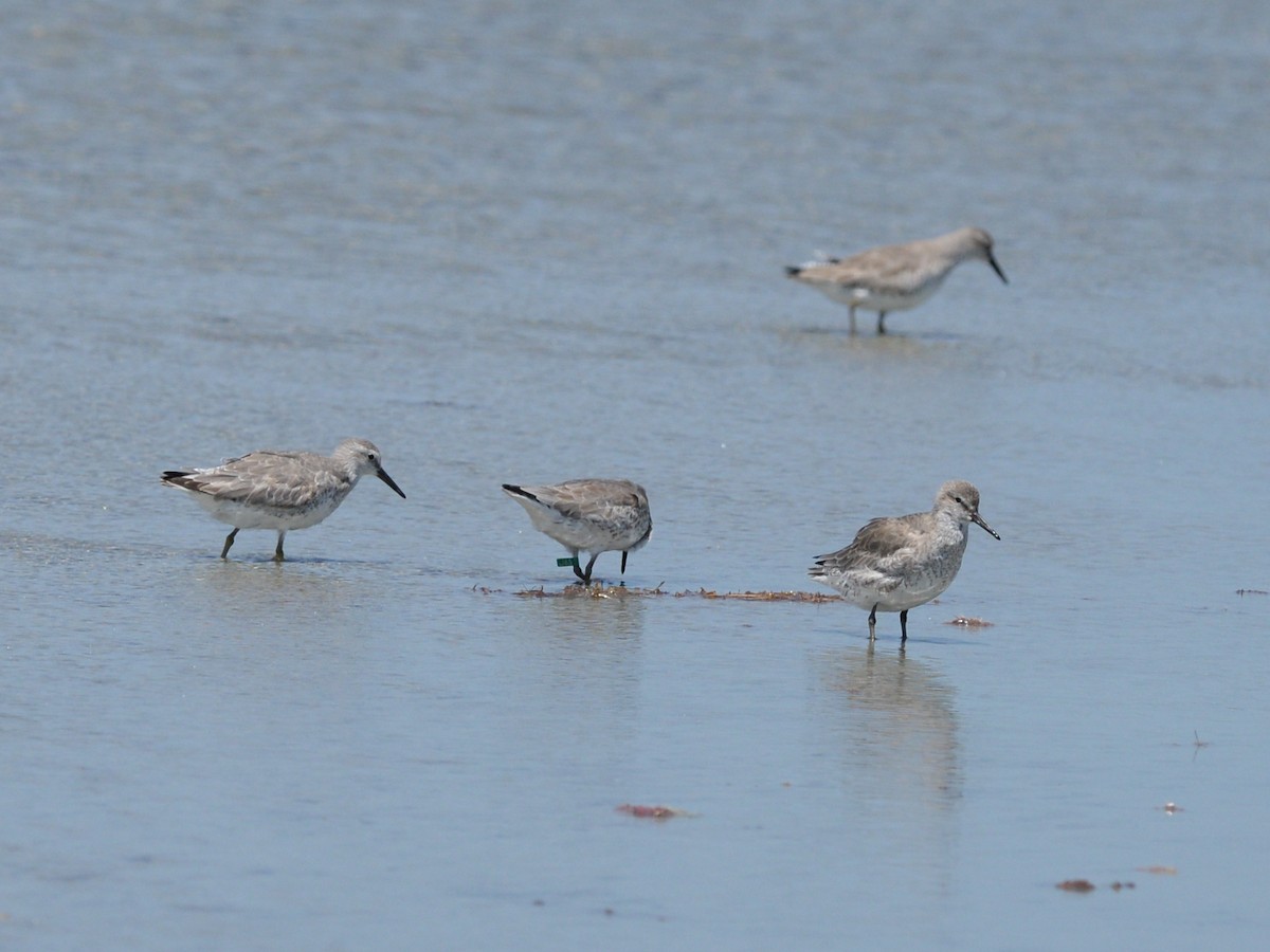 紅腹濱鷸 - ML646475854