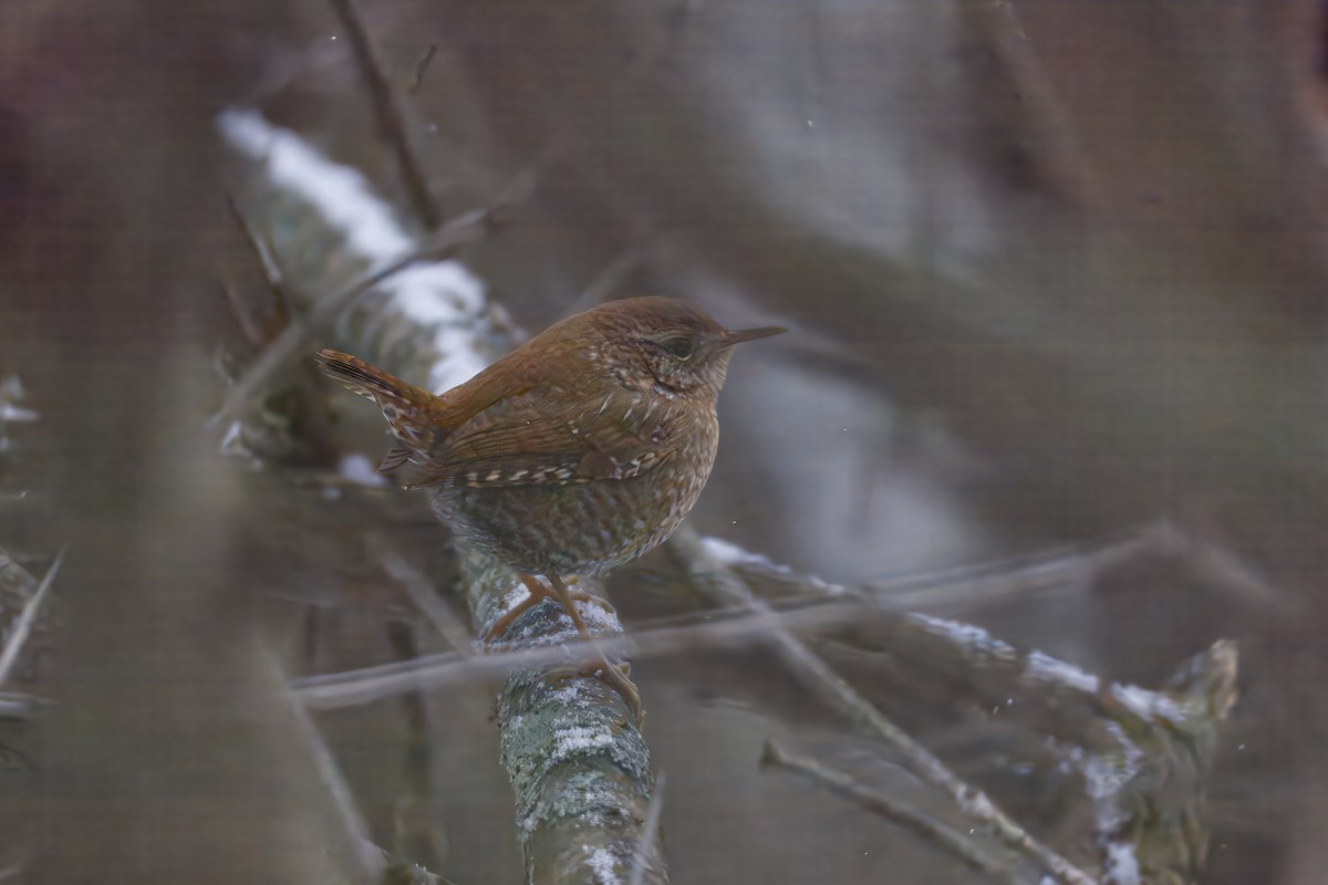 Troglodyte des forêts - ML646475859