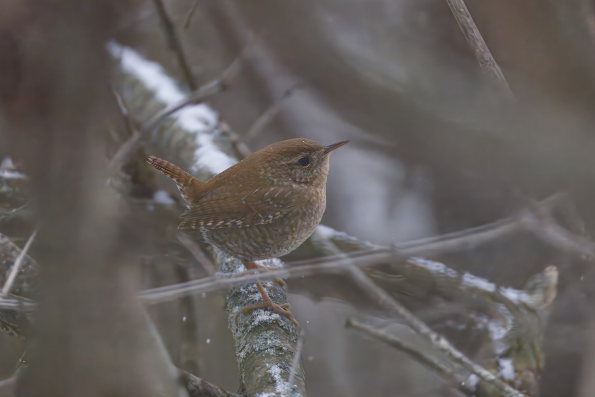 Troglodyte des forêts - ML646475860