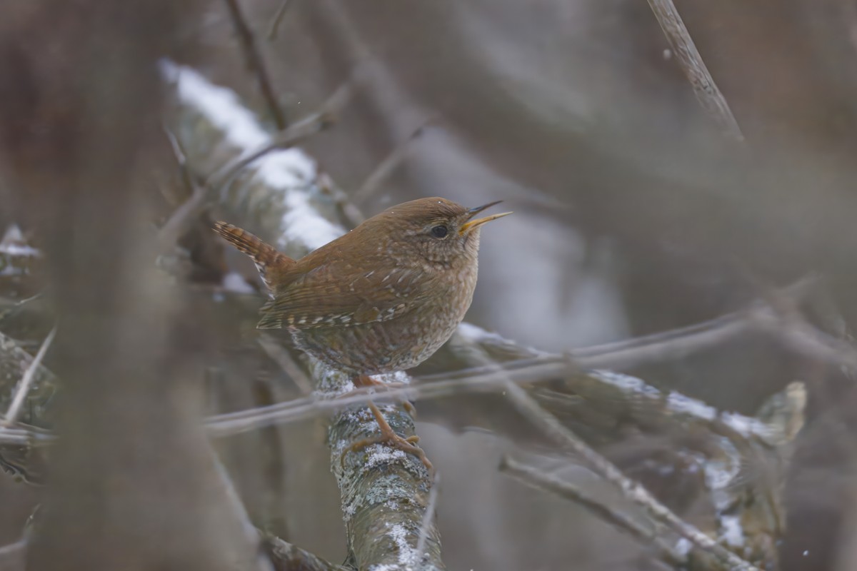 Troglodyte des forêts - ML646475861
