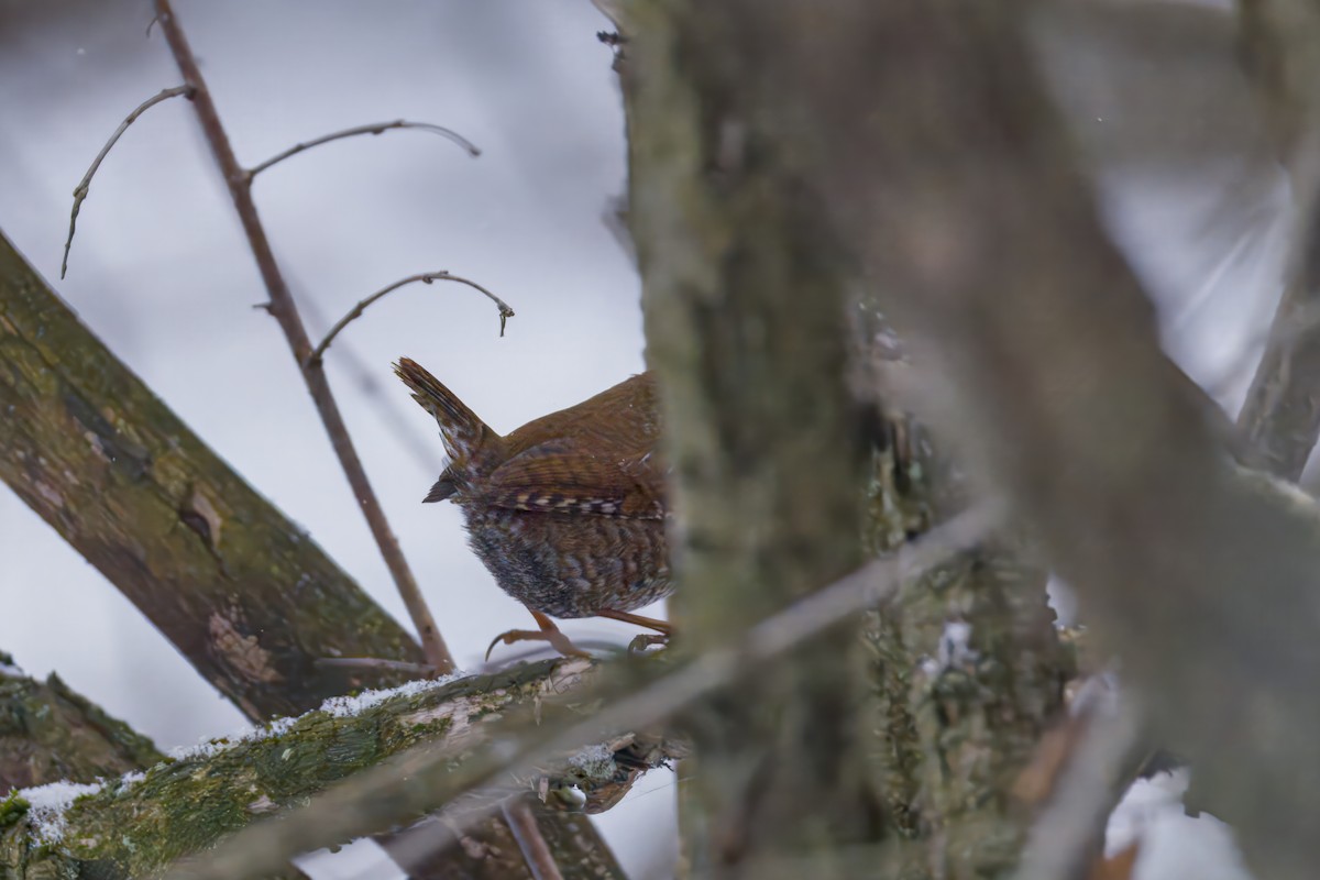 Troglodyte des forêts - ML646475862