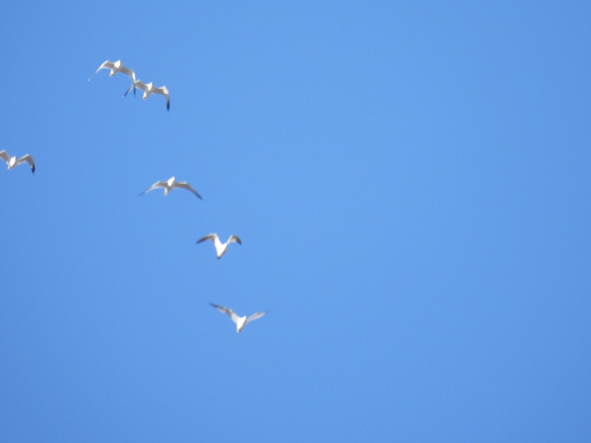 Ring-billed Gull - ML646475863