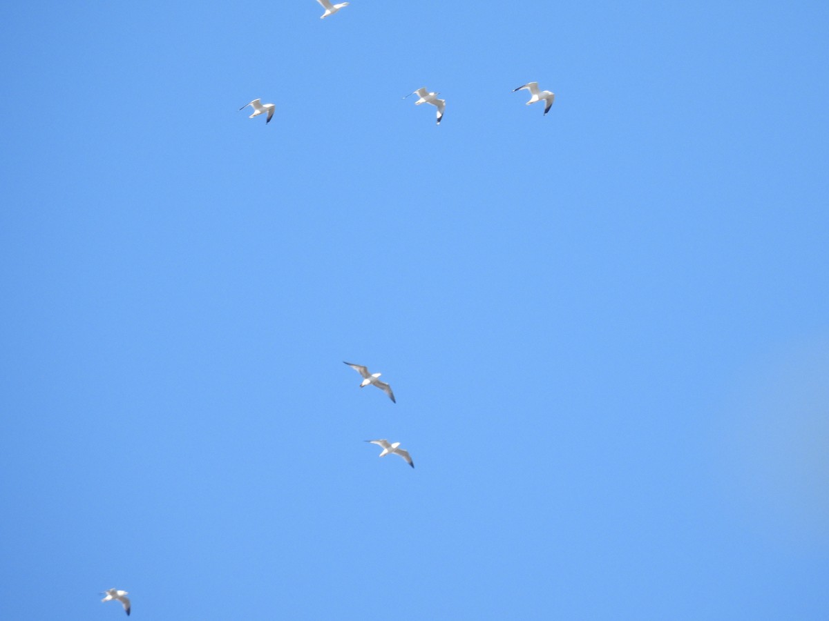 Ring-billed Gull - ML646475864